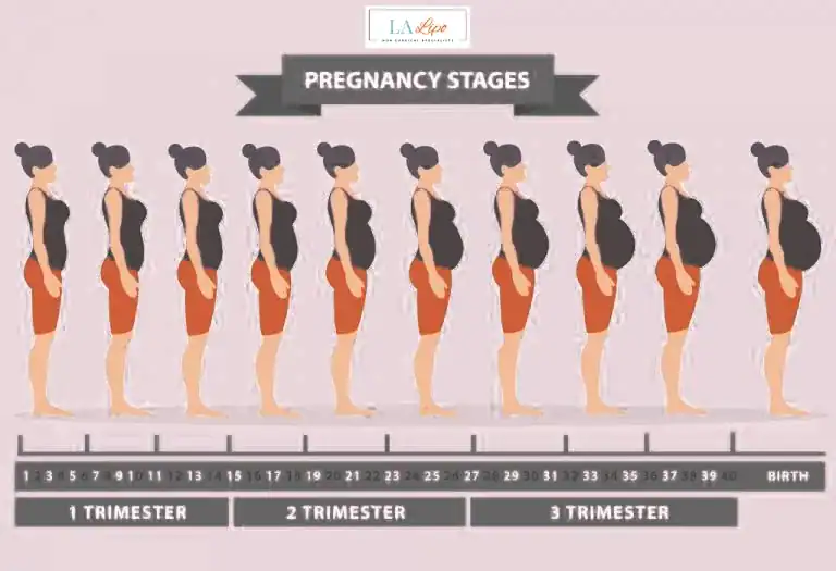 First Trimester (Weeks 1–12): Early Changes You Might Not Notice Bradford-on-Avon